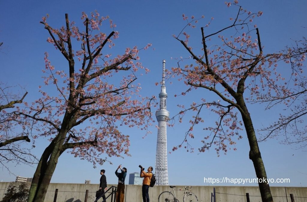 sky tree and cherry blossom