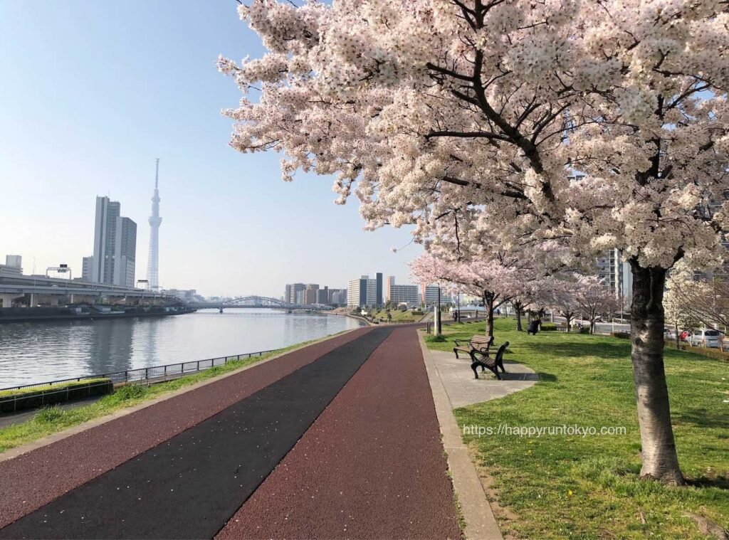 sky tree and sakura